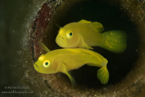 Pair of Yellow Pygmy Gobies,Anilao,Phillippines. by Richard Goluch 
